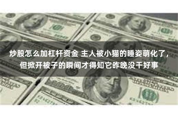 炒股怎么加杠杆资金 主人被小猫的睡姿萌化了，但掀开被子的瞬间才得知它昨晚没干好事